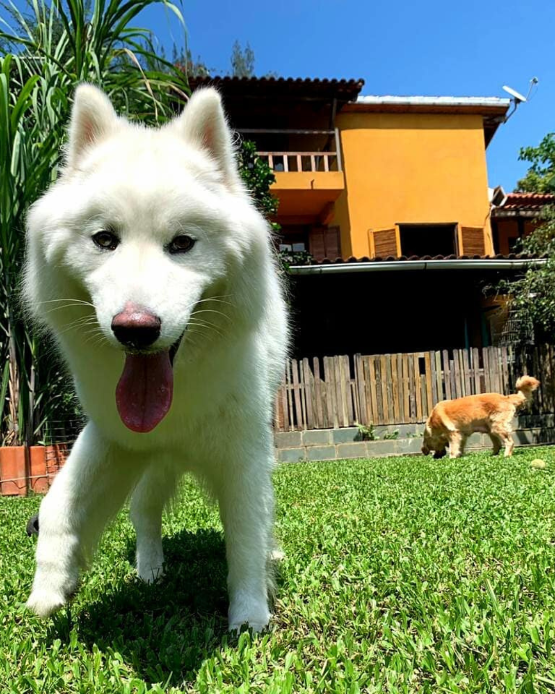 ambiente-seguro-para-cachorros-gatos-paraiso-pet-hotel.jpg