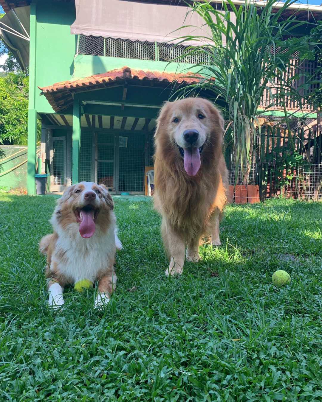 area-de-gramado-para-caes-paraiso-pet-hotel.jpg