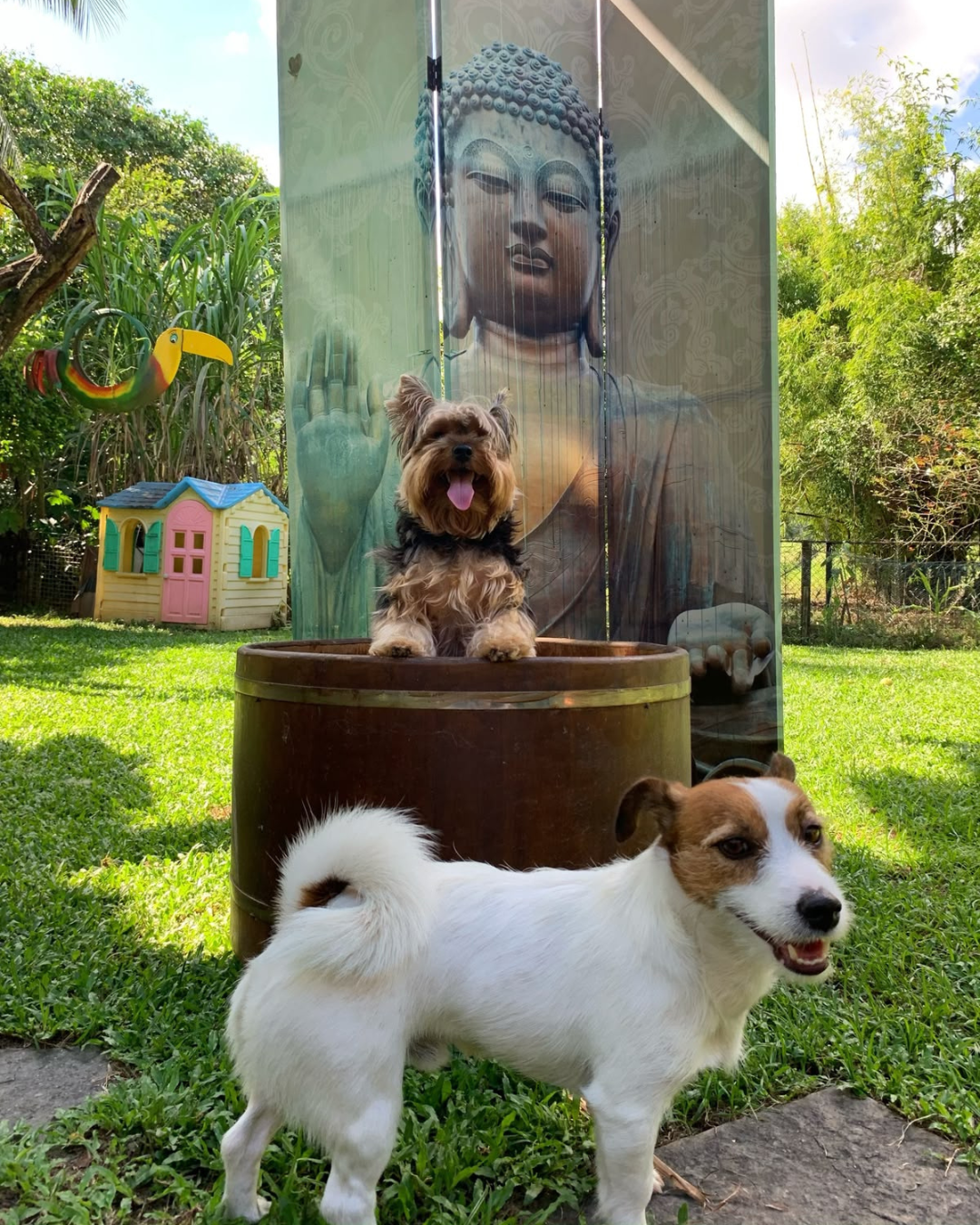 cachorros-brincando-na-area-verde-paraiso-pet-hotel.jpg