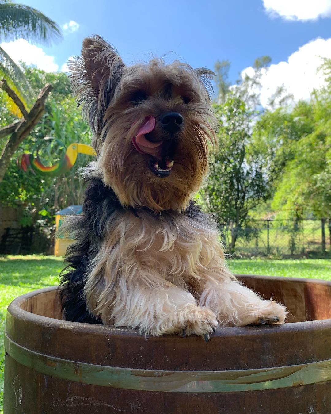 hospedagem-pet-animais-estimacao