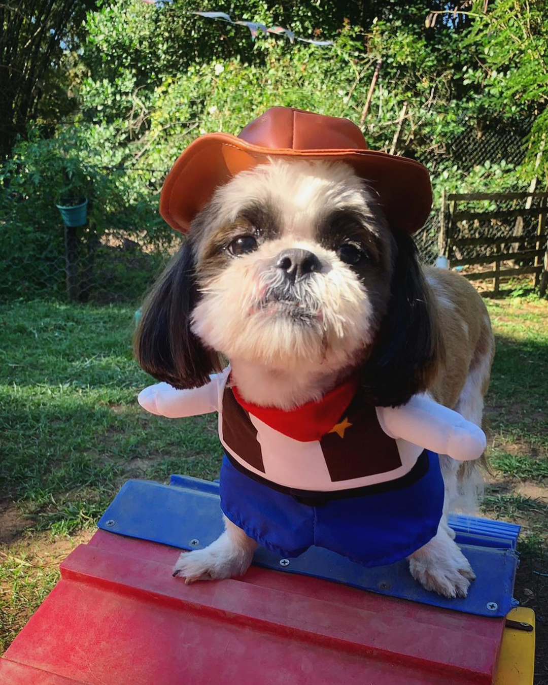 recreacao-para-cachorros-paraiso-pet-hotel.jpg